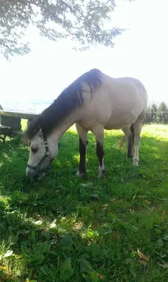 Tiere in diesem Bauernhof oder in der Nähe