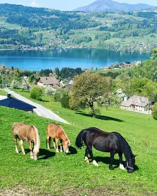 Tiere in diesem Bauernhof oder in der Nähe