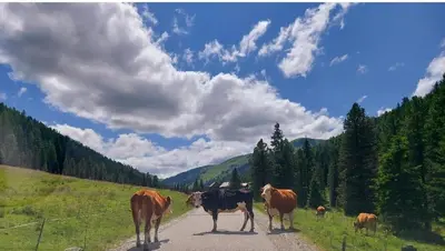 Tiere im Ferienhaus oder in der Nähe