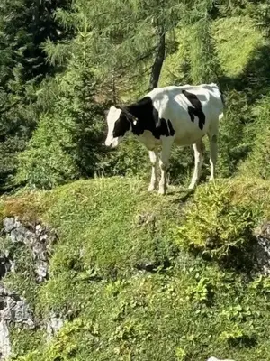 Tiere in der Ferienwohnung oder in der Nähe