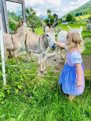 Tiere in der Ferienwohnung oder in der Nähe