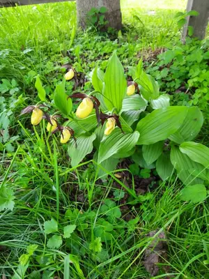 Ein Garten an der Unterkunft Bergluft Appartement - Haus Lerchegger