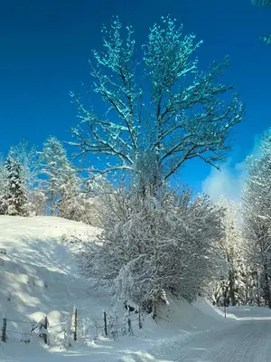 Pölstaler Berghütte im Winter