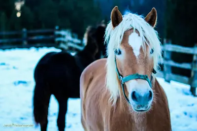 Tiere in der Ferienwohnung oder in der Nähe