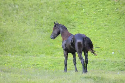 Tiere in der Ferienwohnung oder in der Nähe