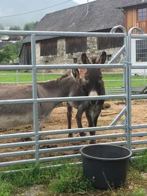 Tiere im Bed & Breakfast oder in der Nähe