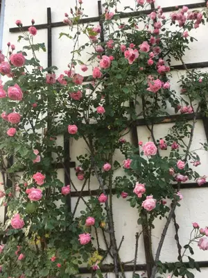 Ein Garten an der Unterkunft Wengerwirt zur Laube