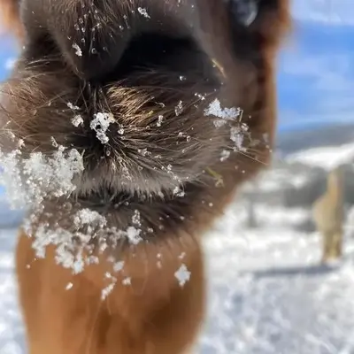 Alpenchalét Alpakablick