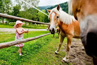 Tiere auf dem Campingplatz oder in der Nähe