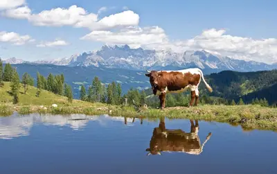 Naturlandschaft in der Nähe des Ferienhauses