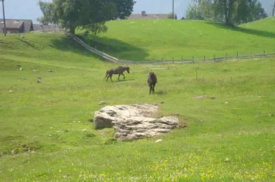 Tiere in der Ferienwohnung oder in der Nähe