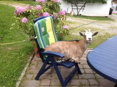 Tiere in der Ferienwohnung oder in der Nähe