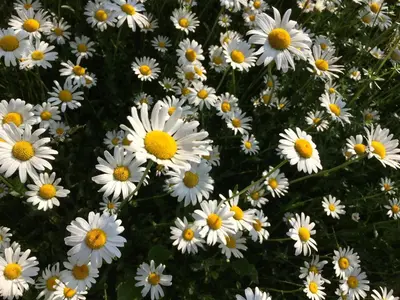 Ein Garten an der Unterkunft Ferienwohnung Kibach