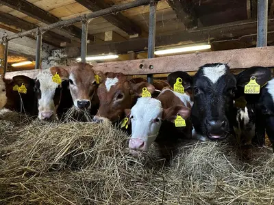 Tiere in diesem Bauernhof oder in der Nähe