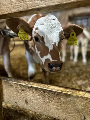 Tiere in diesem Bauernhof oder in der Nähe