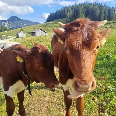 Tiere in der Ferienwohnung oder in der Nähe