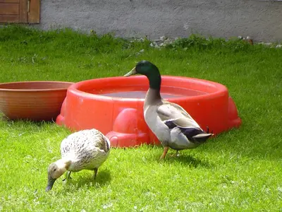 Tiere in diesem Bauernhof oder in der Nähe