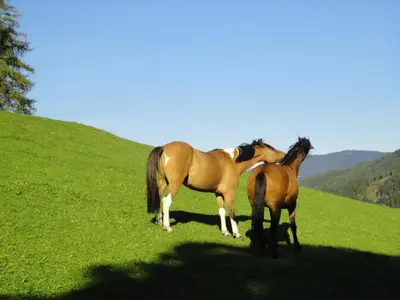Tiere in diesem Bauernhof oder in der Nähe