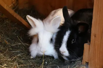 Tiere in der Ferienwohnung oder in der Nähe