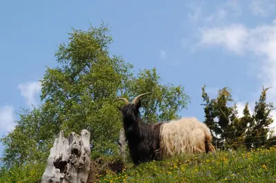 Tiere in der Ferienwohnung oder in der Nähe