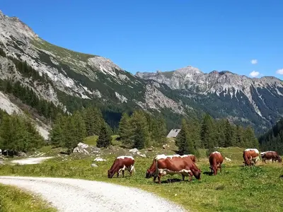 Tiere in der Ferienwohnung oder in der Nähe