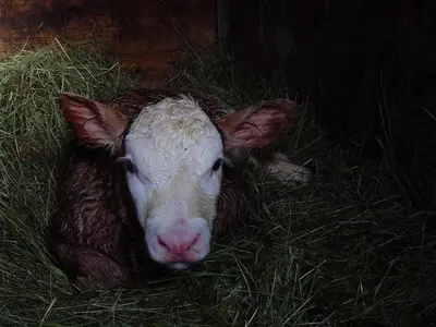 Tiere in der Ferienwohnung oder in der Nähe