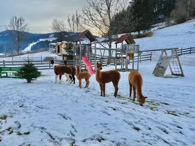 Tiere in der Ferienwohnung oder in der Nähe