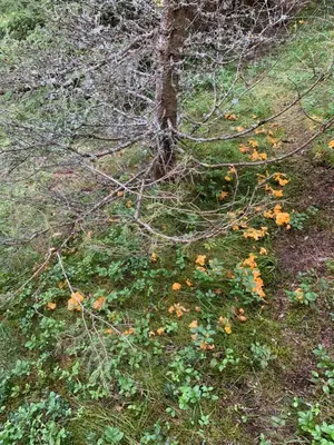 Naturlandschaft in der Nähe des Ferienhauses