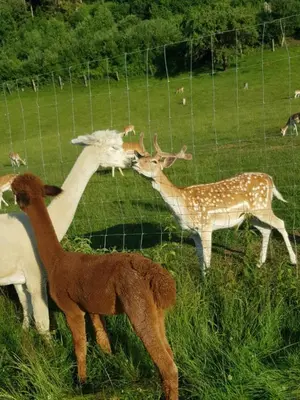 Tiere im Ferienhaus oder in der Nähe