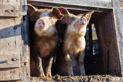 Tiere im Chalet oder in der Nähe