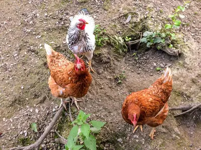 Tiere in der Ferienwohnung oder in der Nähe