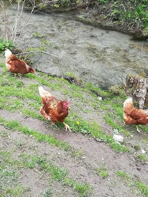 Tiere in der Ferienwohnung oder in der Nähe