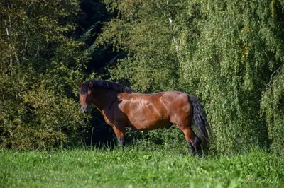 Tiere in der Ferienwohnung oder in der Nähe