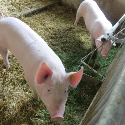 Tiere in der Ferienwohnung oder in der Nähe