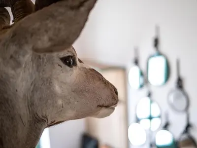 Tiere im Ferienhaus oder in der Nähe