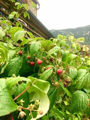 Ein Garten an der Unterkunft Green Lodge
