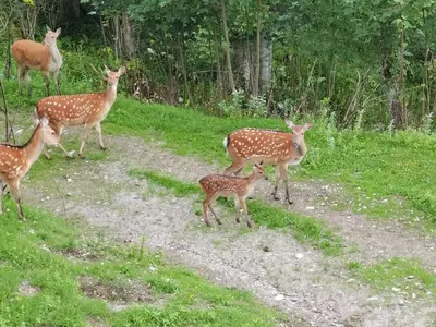 Tiere in der Ferienwohnung oder in der Nähe