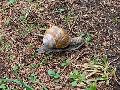 Tiere in der Ferienwohnung oder in der Nähe