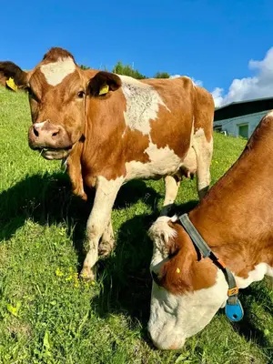 Tiere im Hotel oder in der Nähe