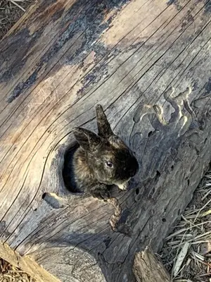 Tiere in der Ferienwohnung oder in der Nähe