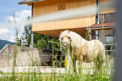 Tiere in der Ferienwohnung oder in der Nähe