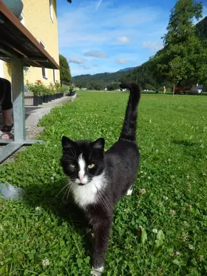 Haustiere von Gästen der Unterkunft Peterhof – komm als Gast & geh als Freund