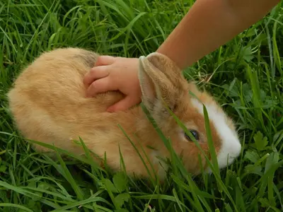 Tiere im Ferienhaus oder in der Nähe
