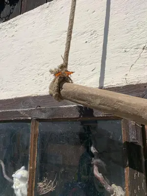 Tiere im Bed & Breakfast oder in der Nähe