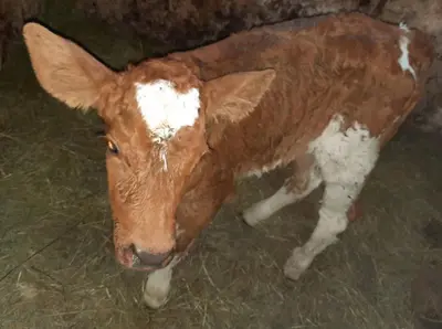 Tiere in diesem Bauernhof oder in der Nähe