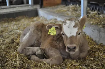 Tiere in diesem Bauernhof oder in der Nähe