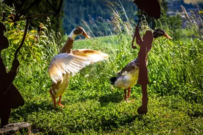 Tiere in diesem Bauernhof oder in der Nähe