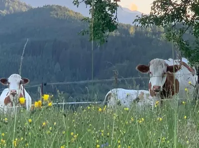 Tiere im Ferienhaus oder in der Nähe