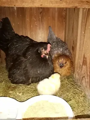 Tiere in der Ferienwohnung oder in der Nähe