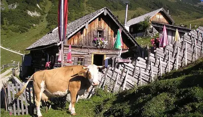Tiere in der Ferienwohnung oder in der Nähe